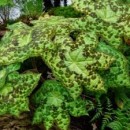 Подофиллум Podophyllum